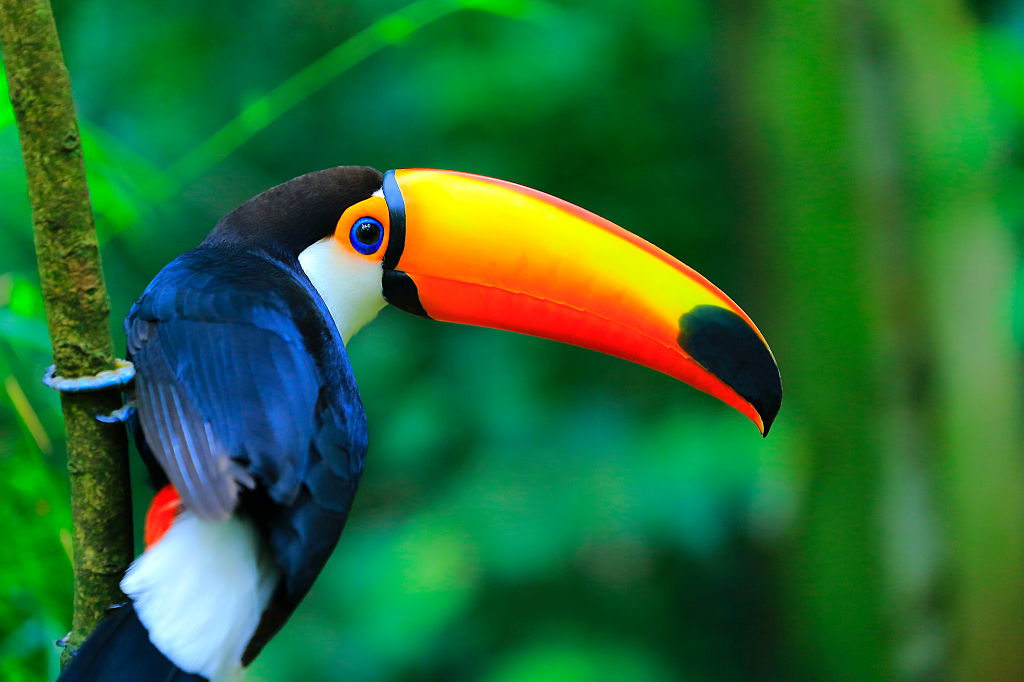 Toucan