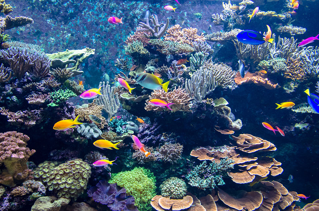 Colourful Aquarium