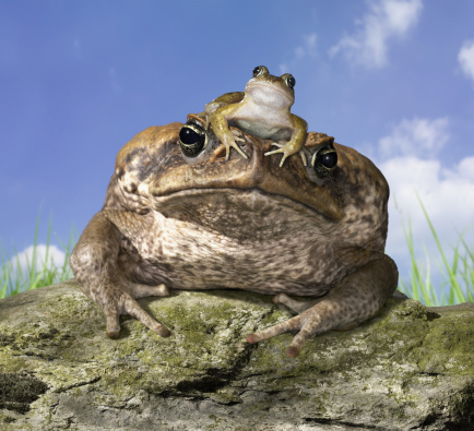 Common Frog Sitting on Cane Toad"s Head
