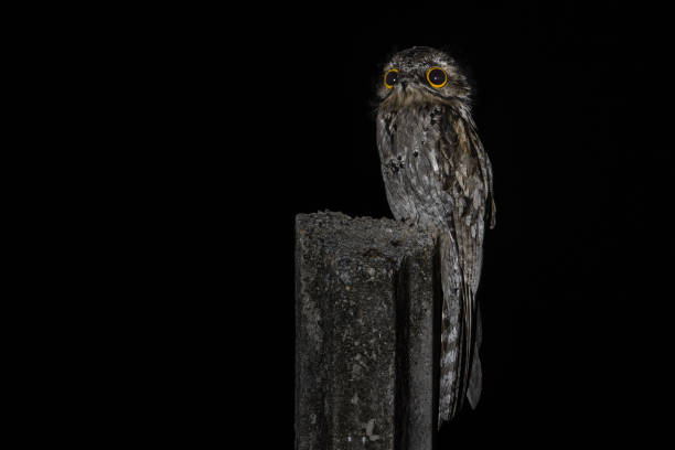 common potoo looking at camera - potoo stock pictures, royalty-free photos & images