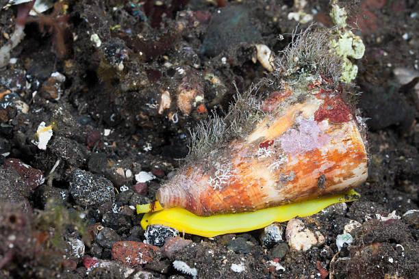 Cone Sea Slug, Conus sp., Alam Batu, Bali, Indonesia