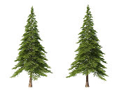 Coniferous trees on an isolated background. Spruce.