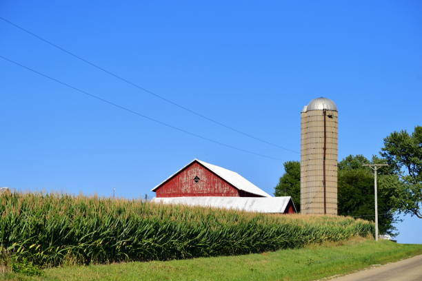 Corn Crop, Barn and Country Road