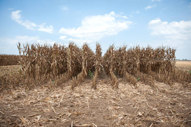 MS: Corn Steadies as Crop Tour Set to Kick Off and Assess US Fields