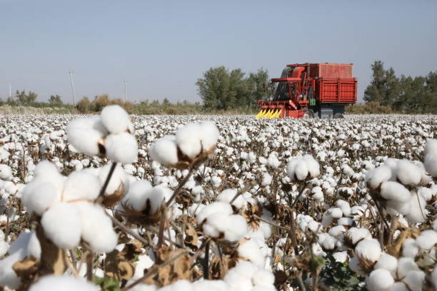 CHN: Cotton Harvest In Xinjiang