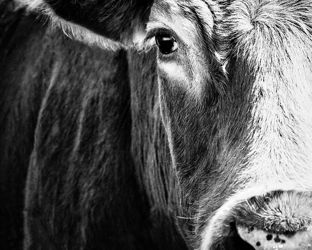 Black and While Cow Portrait