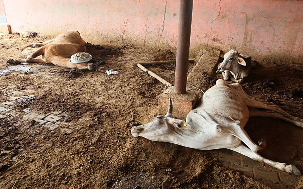 Cows entrenched in quick sand formed due to heavy rains die a slow death at Hingoniya Cow Rehabilitation Centre run by Jaipur Municipal Corporation,...