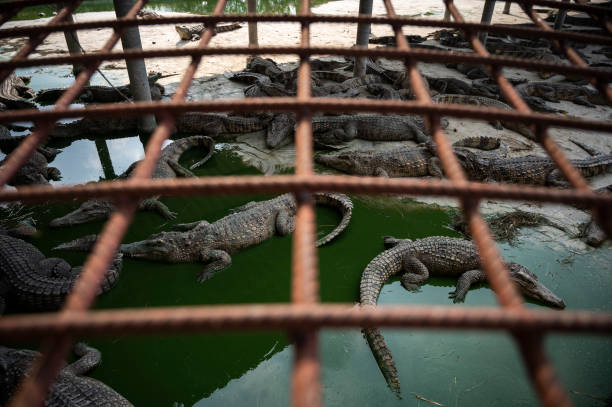 THA: Thais Turn To Crocodile Meat As Pork Prices Soar