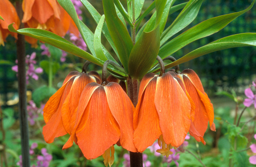 Crown Imperial Lily Images Pictures In Hd Free Stock Photos