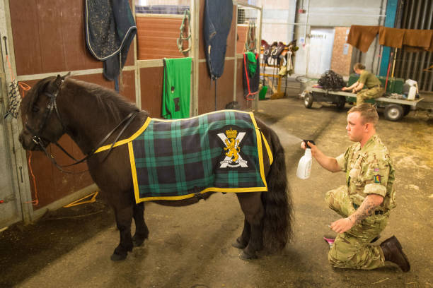 cruachan-the-regimental-mascot-of-the-royal-regiment-of-scotland-is-picture-id949039042