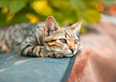Cute kitten relaxing in the garden