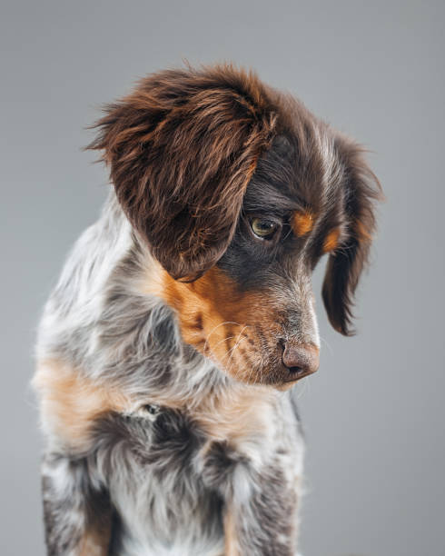 cute little epagneul breton dog portrait - beautiful dog stock pictures, royalty-free photos & images