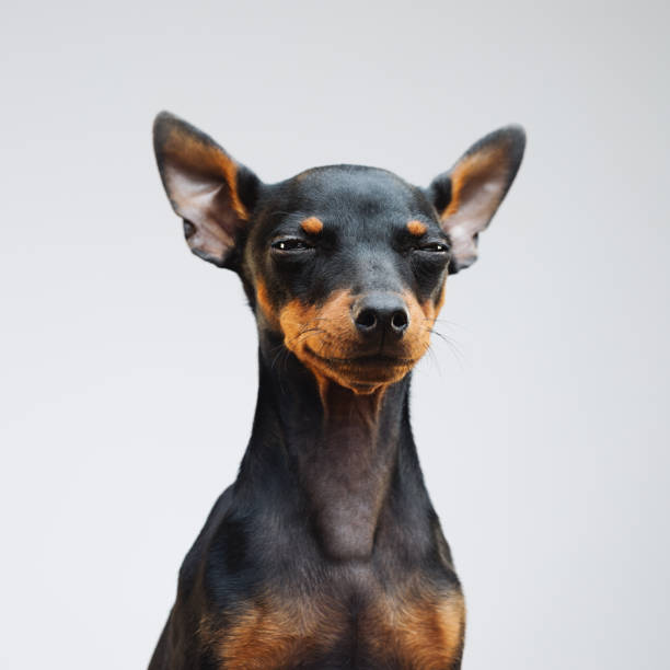 cute miniature pinscher dog - beautiful dog stock pictures, royalty-free photos & images