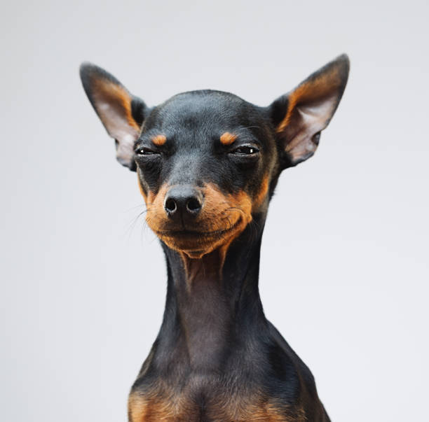 cute miniature pinscher dog - beautiful dog stock pictures, royalty-free photos & images