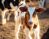 Cute young calf on a ranch