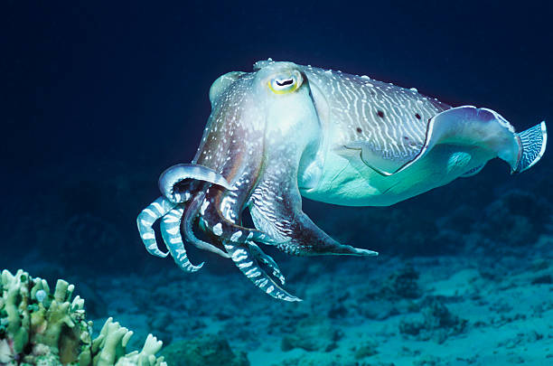 cuttlefish - jibia fotografías e imágenes de stock