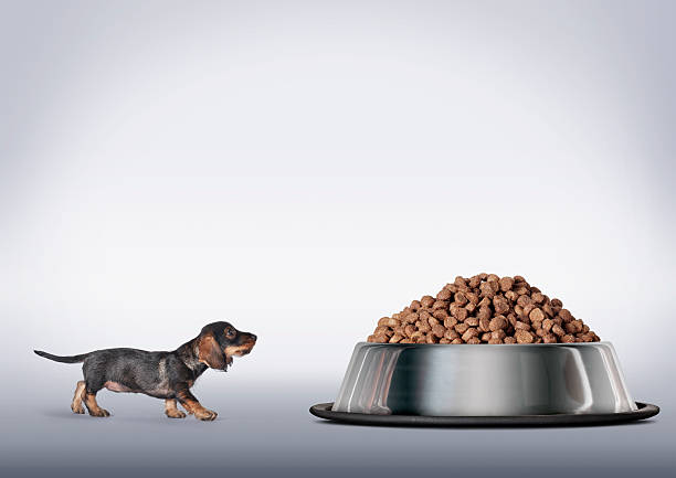dachshund looking up at large bowl of food picture