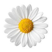 Daisy on a white background