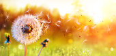 Dandelion In Field At Sunset - air And Blowing