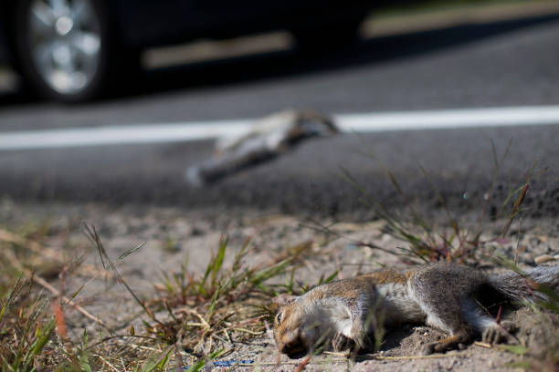 Dead squirrels lay on the side of Cummings Road in Scarborough on Tuesday.
