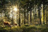 Deers in forest