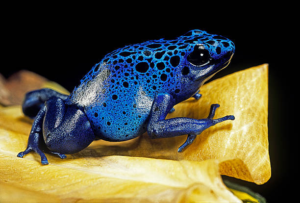 dendrobates azureus (blue poison dart frog) - blue frog stock pictures, royalty-free photos & images