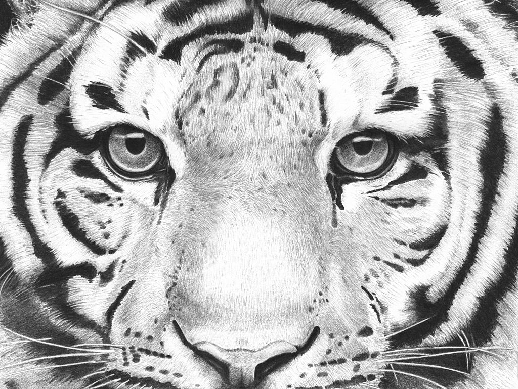 Detailed Tiger Illustration