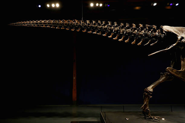 T rex named Trix at Naturalis Museum of Leiden Photos and Images | Getty Images