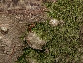 dicranella moss knots tree trunk