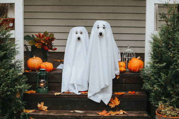 ghost dog pour halloween - halloween photos et images de collection