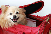 Dog in Pet Carrier