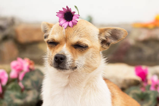 dog in spring - beautiful dog stock pictures, royalty-free photos & images