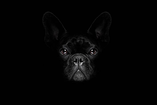 Resultado de imagem para dog black backdrop