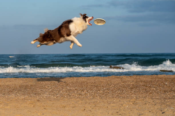 Dog jumping in the air catching a frisbee on the beach, Tel-Aviv, Israel