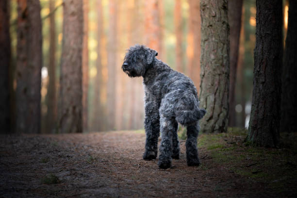 Dog of breed Bouvier des Flandres in the forest