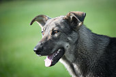 dog on the grass