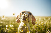 A dog smelling a flower