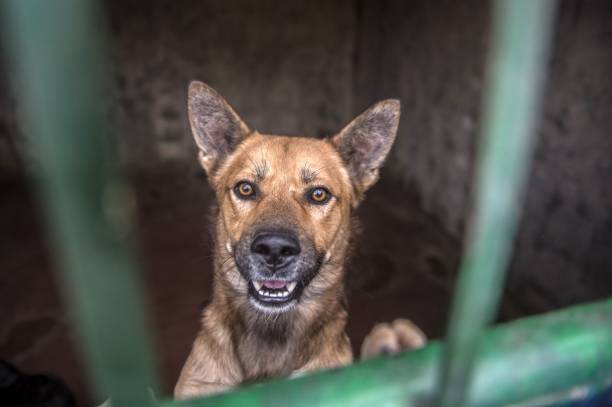 Dog stands up behind metal bars in an enclosure at the HOPE shelter for stray dogs in the village of Abusir, about 20 kilometres southwest of the...