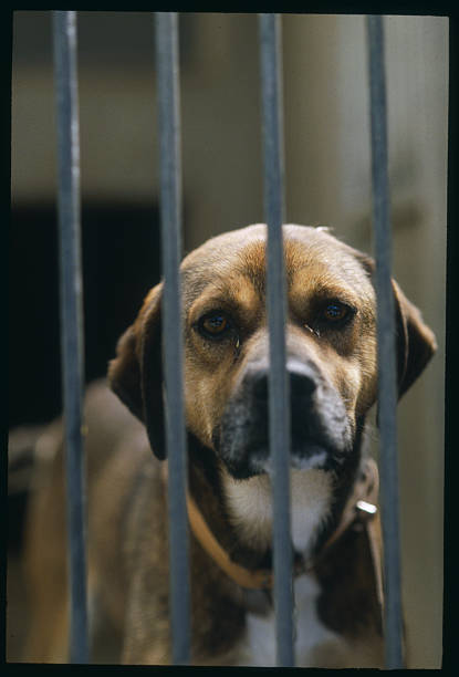 Dog waits behind bars in an animal shelter run by the S.P.A. In Gennevilliers, France.
