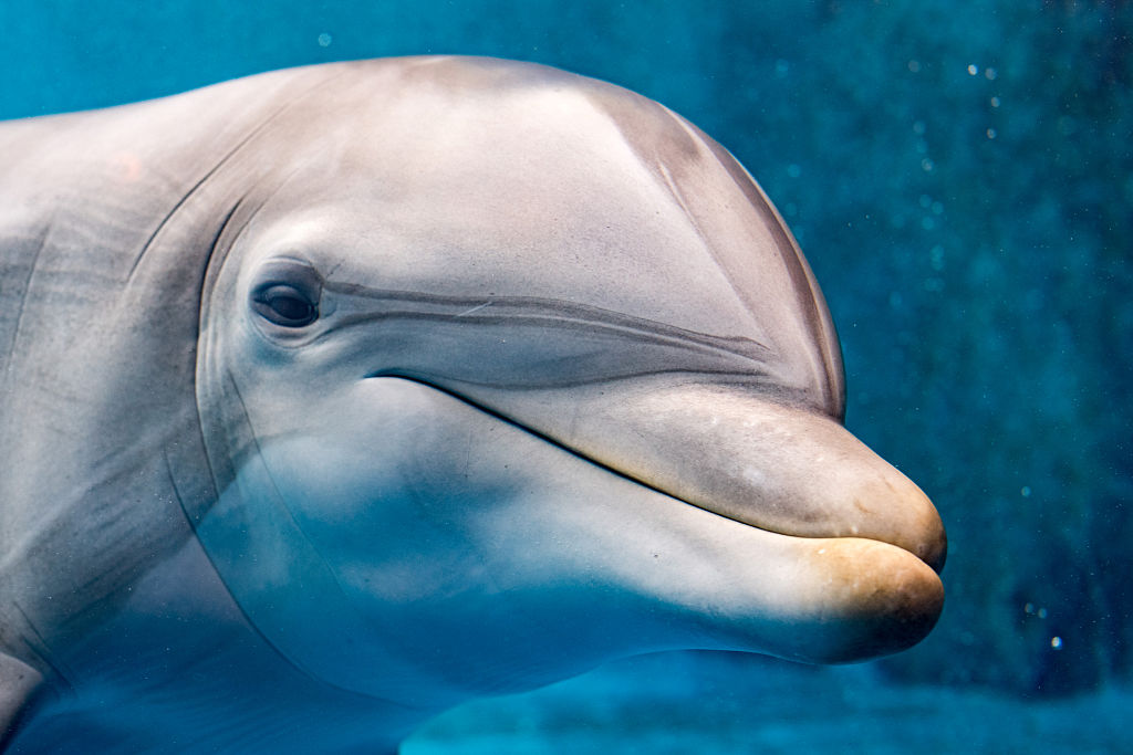 Dolphin Closeup