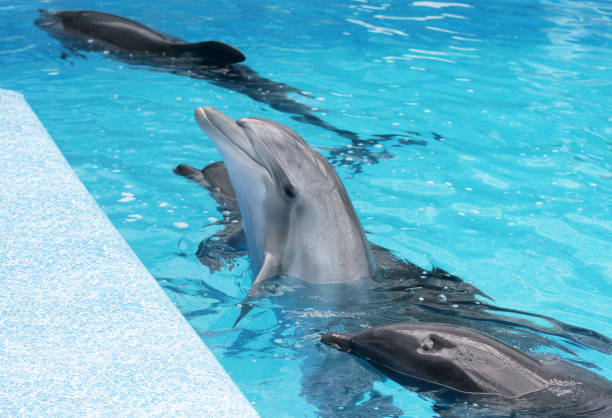 UKR: Dolphins From Kharkiv Were Evacuated To Odesa, Amid Russian Invasion In Ukraine
