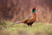 Dominant common pheasant watching around on a clearing
