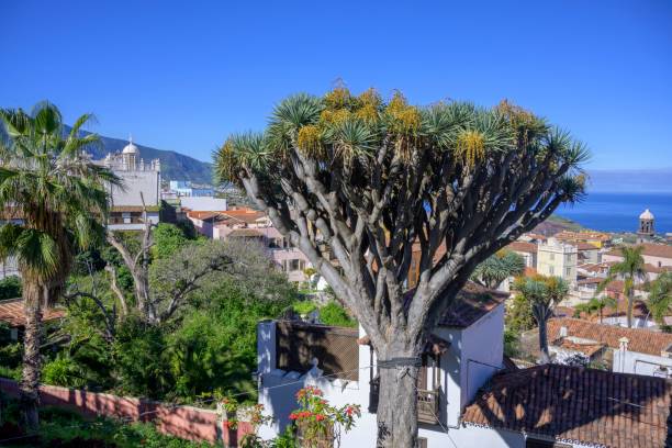 Dragon trees (Trasero del Drago), La Orotava, Tenerife, Spain