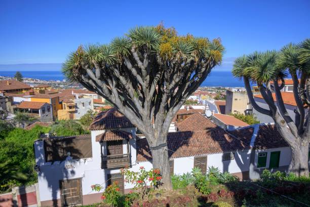 Dragon trees (Trasero del Drago), La Orotava, Tenerife, Spain