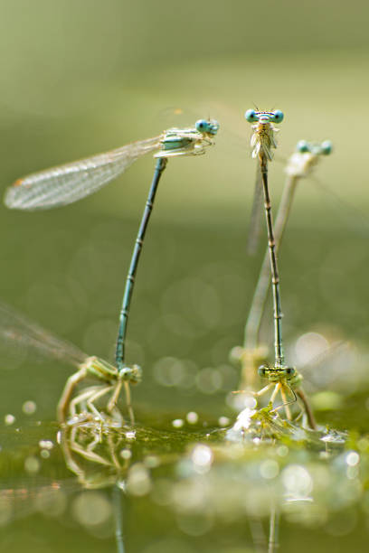 Dragonfly Orgy