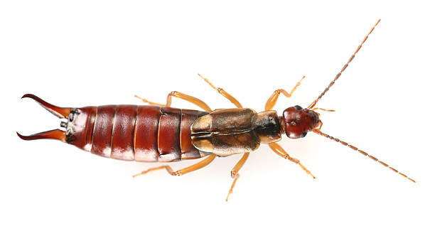 Are Earwigs Dangerous