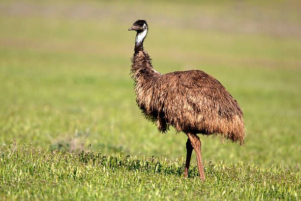 Image result for royalty free images emu