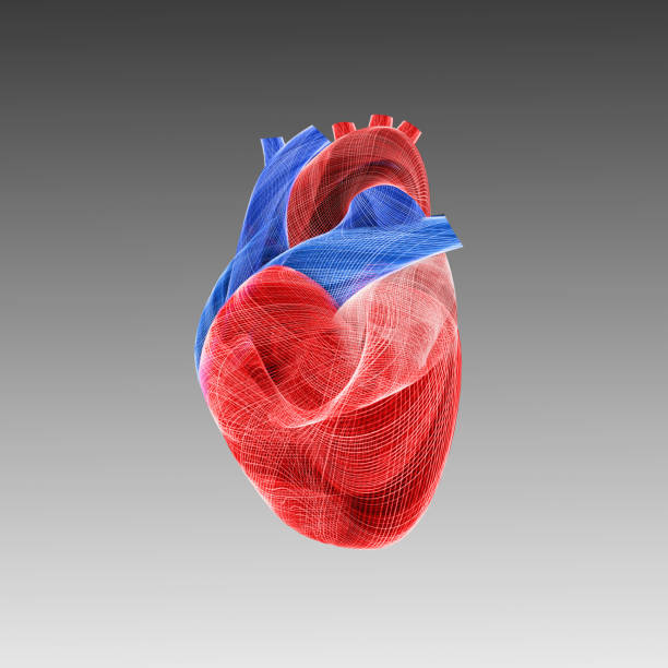 Reihenfolge der qualitativsten Herz anatomie bild