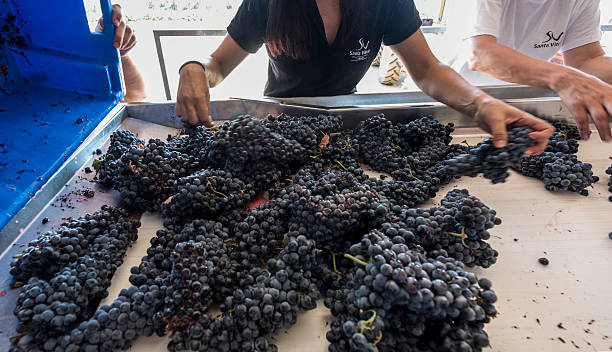 Enologist Patricia Peixoto coaches visitors helping to gather the grape harvest of the Touriga Nacional variety at Santa Vitoria winery on September...