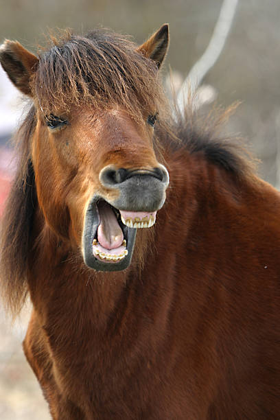 equine-teeth-the-laughing-horse-picture-